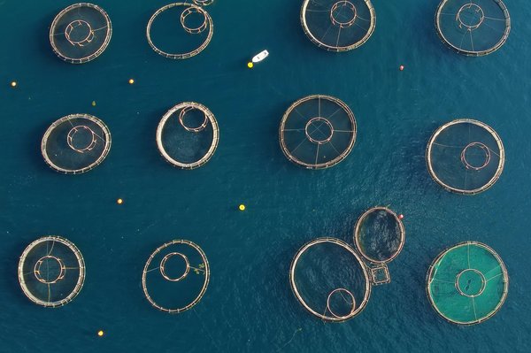 Quelles sont les conditions d'élevage des poissons dans les piscicultures ?