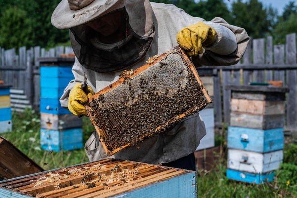 Comment l'apiculture urbaine contribue-t-elle à la protection des abeilles ?